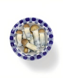 Blue Pulaski Mushroom