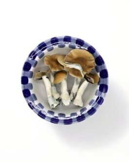 Golden Teacher Mushroom