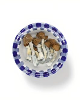 Jedi Mind F*ck Mushroom