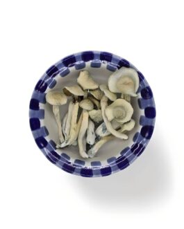 Lyophilisé Albino Treasure Coast